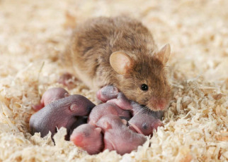Newborn female mice live longer if they smell older females' urine