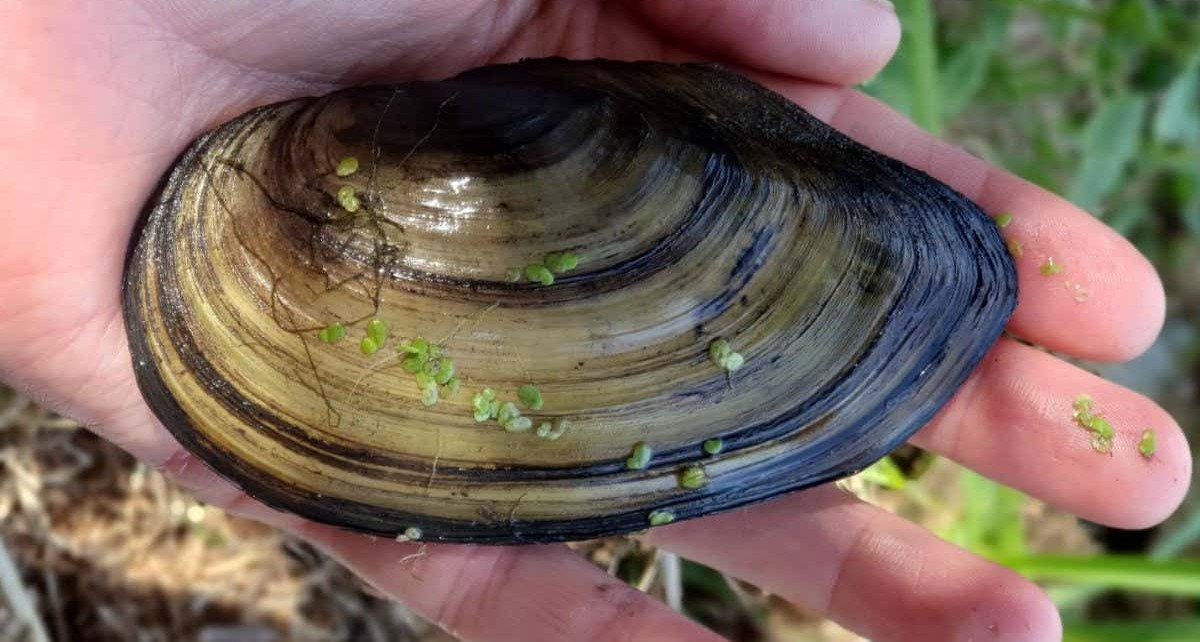 Mussel numbers in the river Thames have dropped by up to 99 per cent
