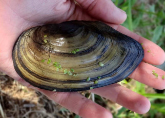 Mussel numbers in the river Thames have dropped by up to 99 per cent