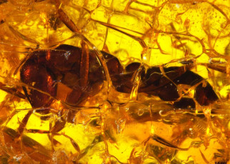 Oldest army ant found in 35-million-year-old Baltic amber