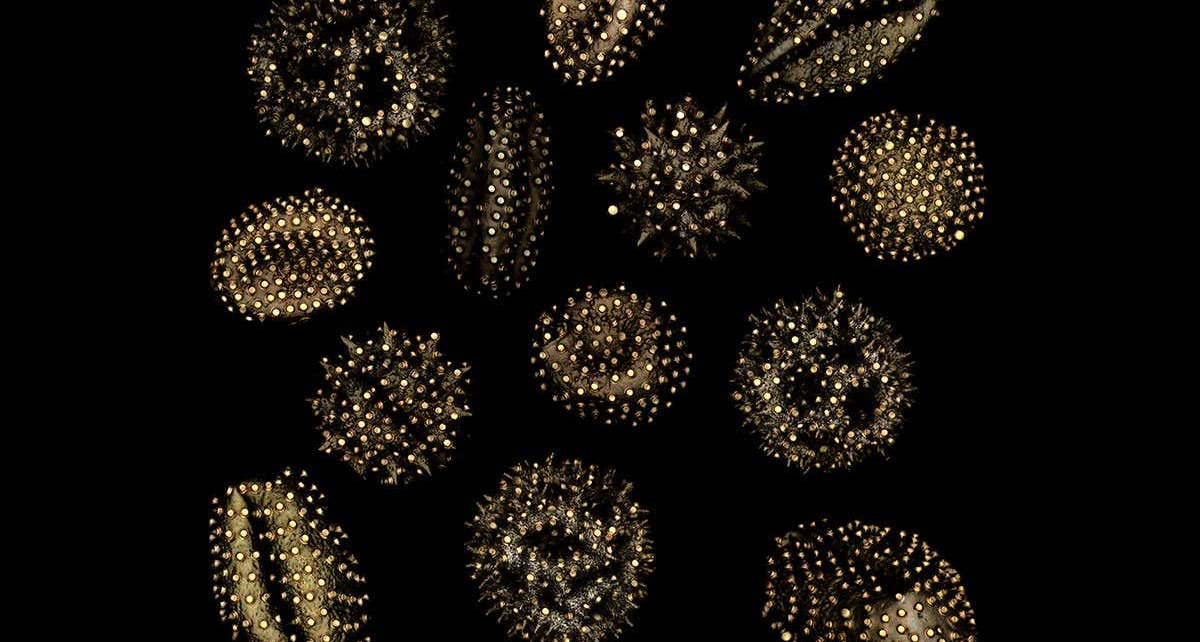 Micropatterning: Candy-like mixture can print patterns on microscopic objects