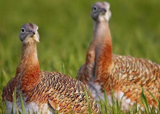 Great bustards may self-medicate with plants during the breeding season
