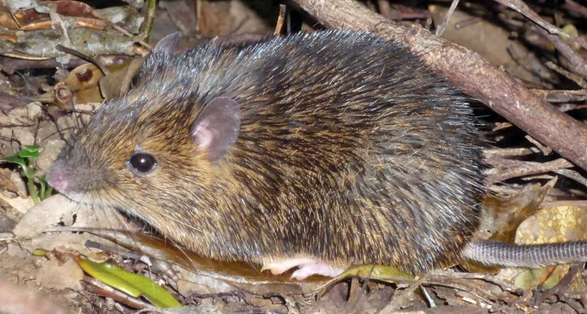 Y chromosome degeneration: Amami spiny rat could be a glimpse of our genetic future
