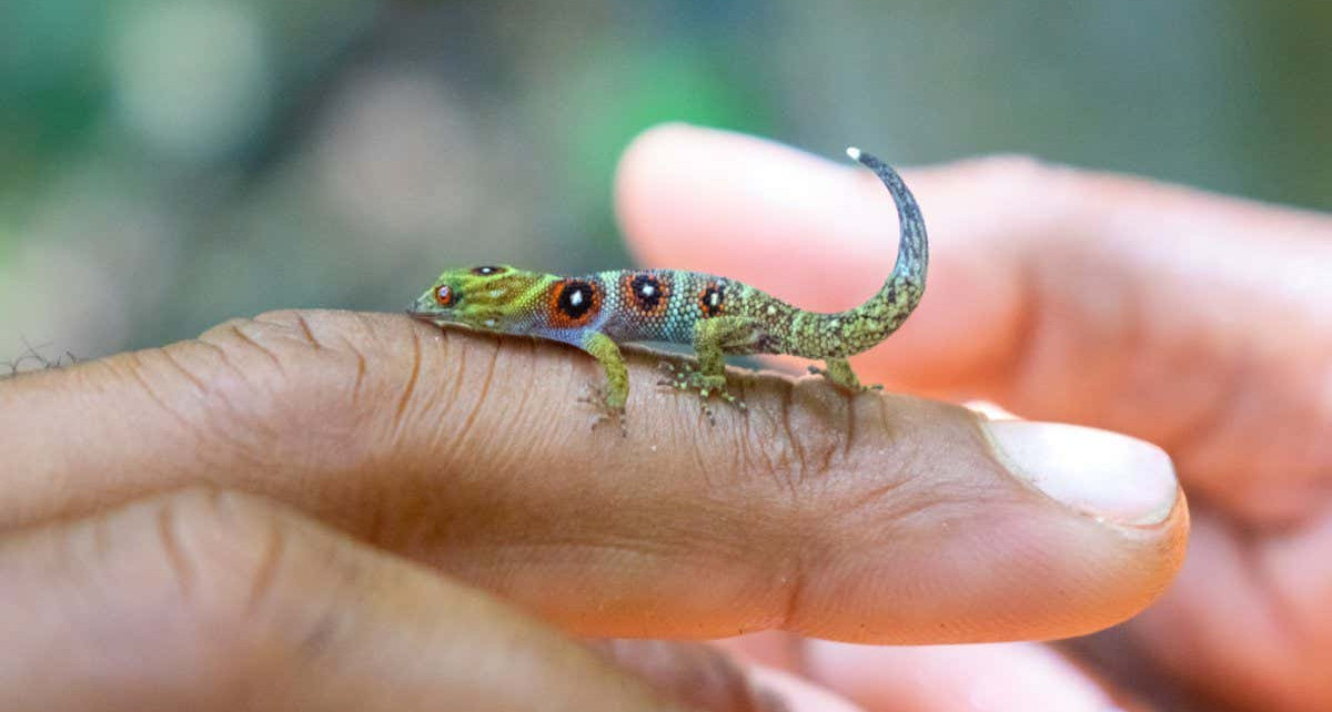 Union Island gecko: Critically endangered tiny reptile comes back from the brink