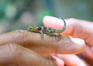 Union Island gecko: Critically endangered tiny reptile comes back from the brink