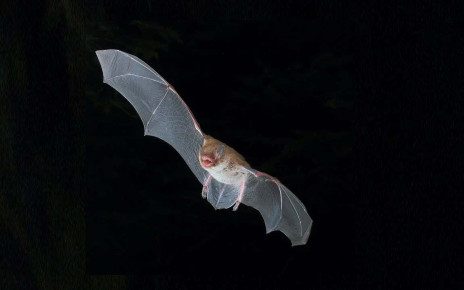 Bats and death metal singers use the same throat structure to growl