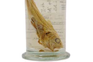 Coryphaenoides lecointei, fish specimen collected on 15 March 1899 during Adrien de Gerlache?s Belgian Antarctic Expedition 1897?99.