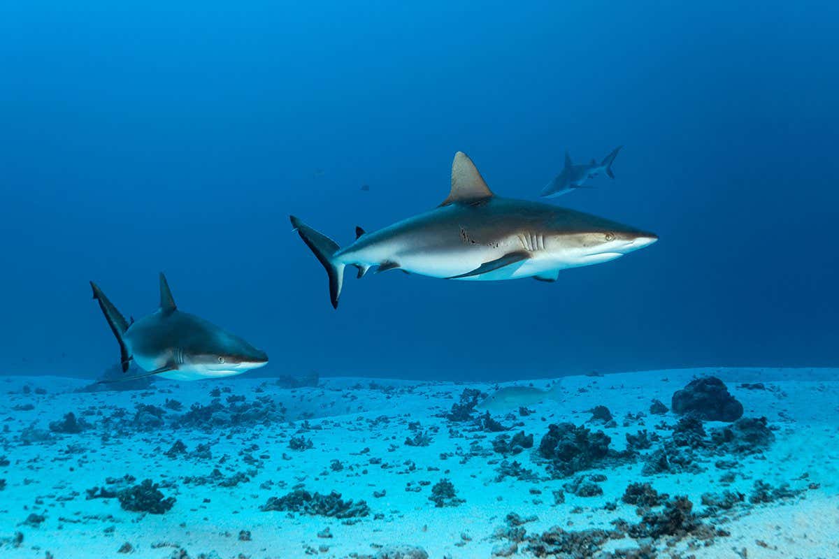 Grey reef sharks (Carcharhinus amblyrhynchos) swim over a sandy sea bottom in Bora Bora