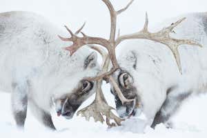 Head to head, Winner, Behaviour Mammals category: Two Svalbard reindeer battle for control of a harem in Norway&#039;s arctic. Winners of Wildlife Photographer of the Year 2021