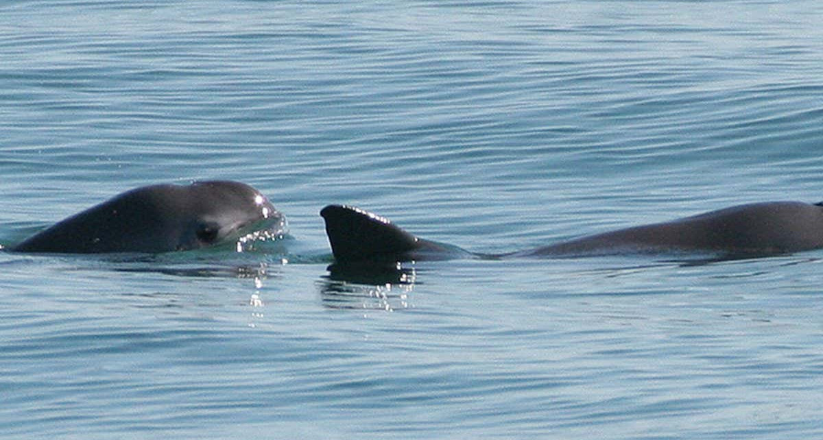 Vaquitas: Mexico’s plan to save endangered porpoises could backfire
