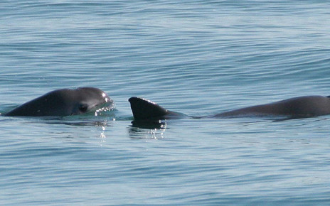 Vaquitas: Mexico’s plan to save endangered porpoises could backfire