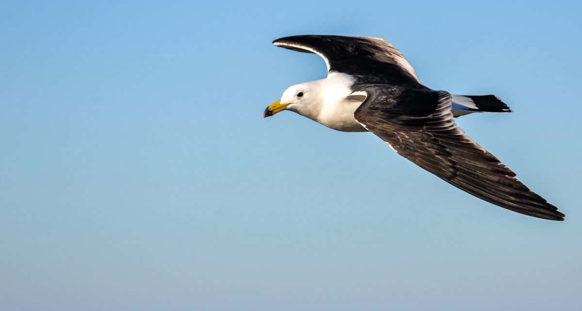 Why do seagulls have dark wings? It may help them glide in the air