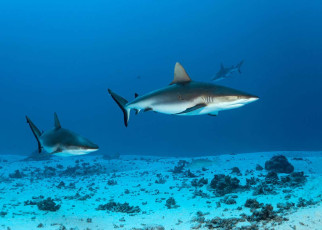 Electric pulses drastically cut number of sharks caught by accident