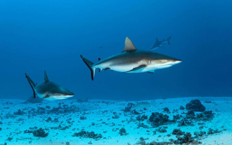 Electric pulses drastically cut number of sharks caught by accident