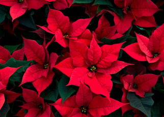 DNPBE6 The field of red poinsettias being grown for Christmas in Cambridgeshire.