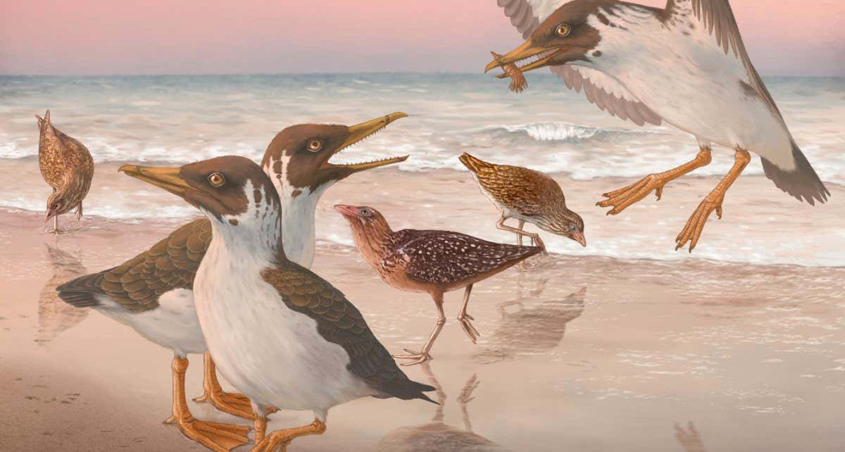 Ancient bird with a movable beak rewrites the story of avian evolution