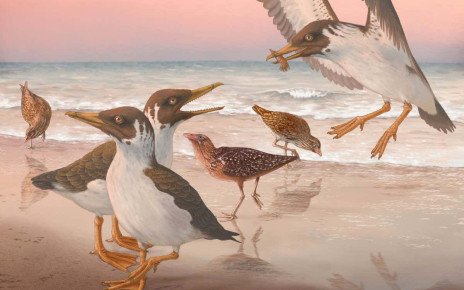 Ancient bird with a movable beak rewrites the story of avian evolution
