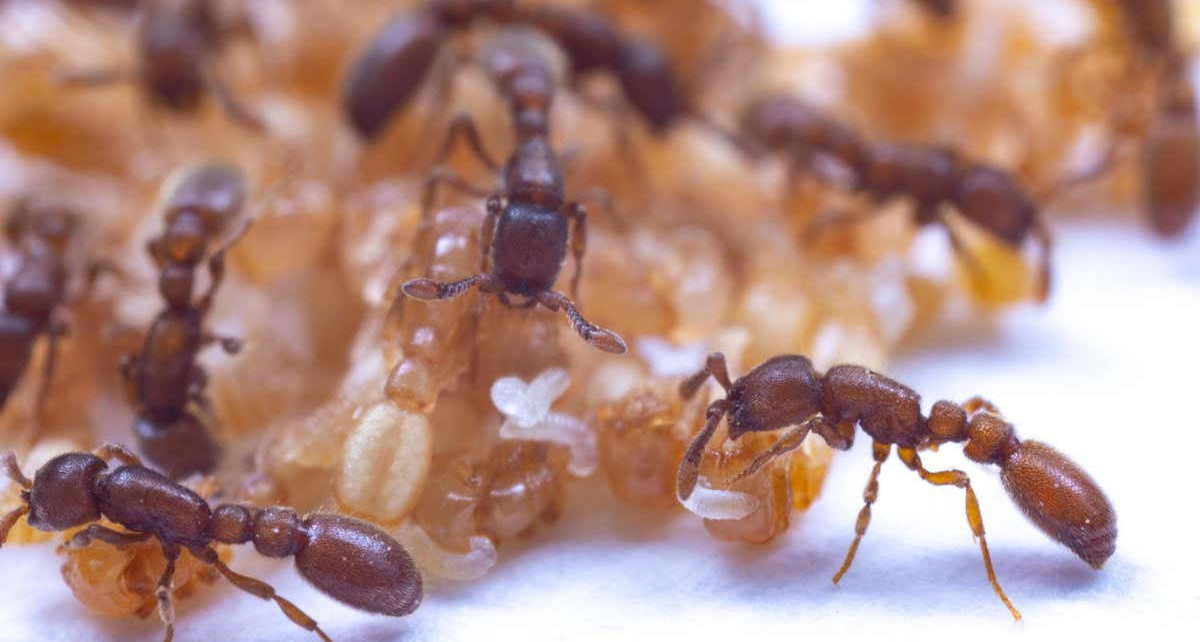 Ant pupae produce a nourishing liquid food for larvae and adults