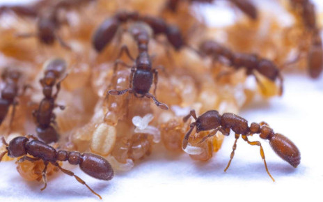 Ant pupae produce a nourishing liquid food for larvae and adults