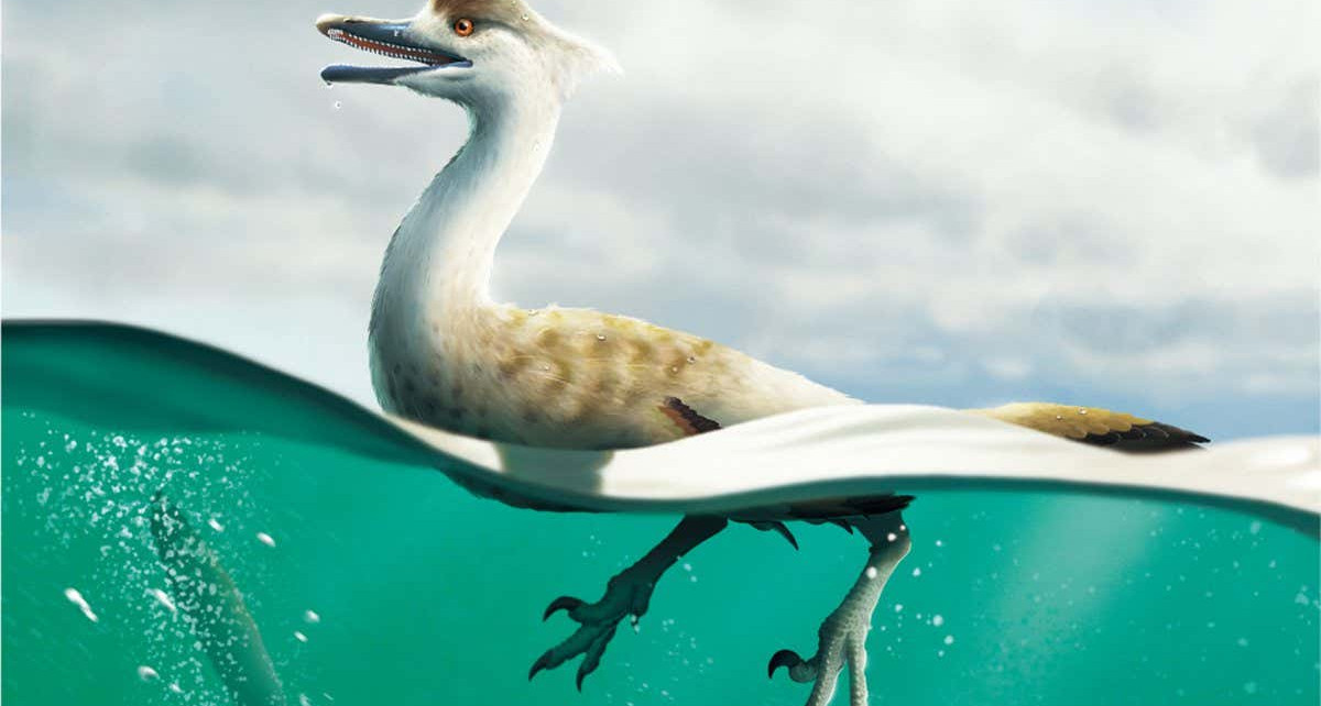 Natovenator polydontus: Newly discovered dinosaur has a streamlined body like a diving bird