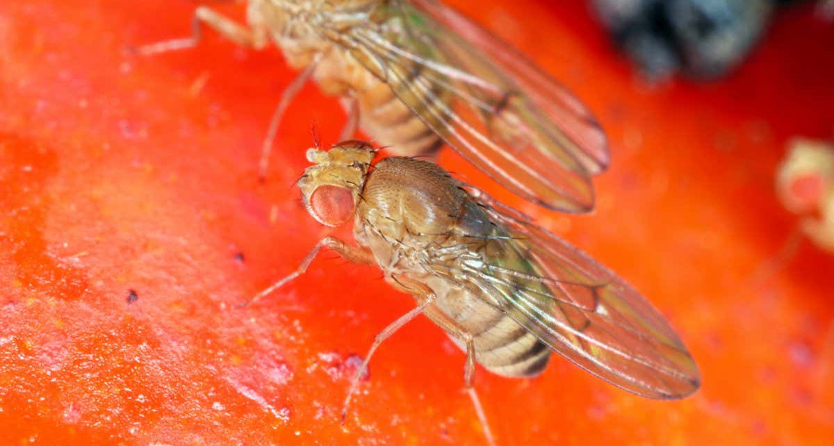 Connectome: The 3013 neurons in the brain of a fly larva have been mapped in full