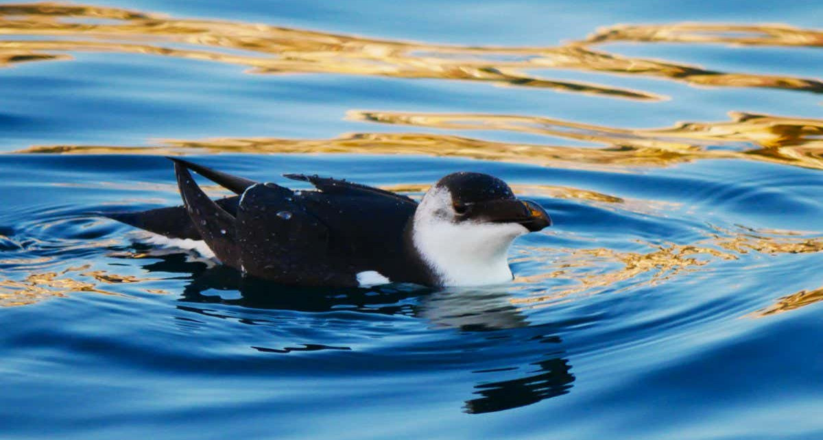 Hundreds of razorbills have been turning up far from home in Italy