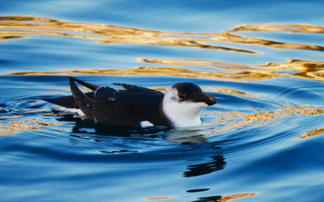 Hundreds of razorbills have been turning up far from home in Italy