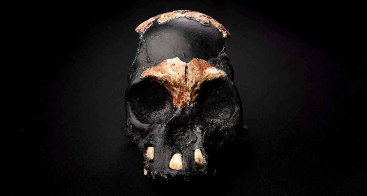 Homo naledi may have used fire to cook and navigate 230,000 years ago