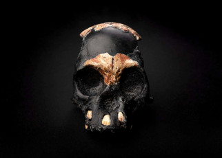 Homo naledi may have used fire to cook and navigate 230,000 years ago