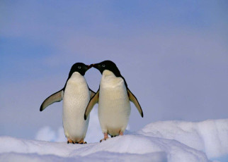 Adélie penguins show signs of self-awareness on the mirror test