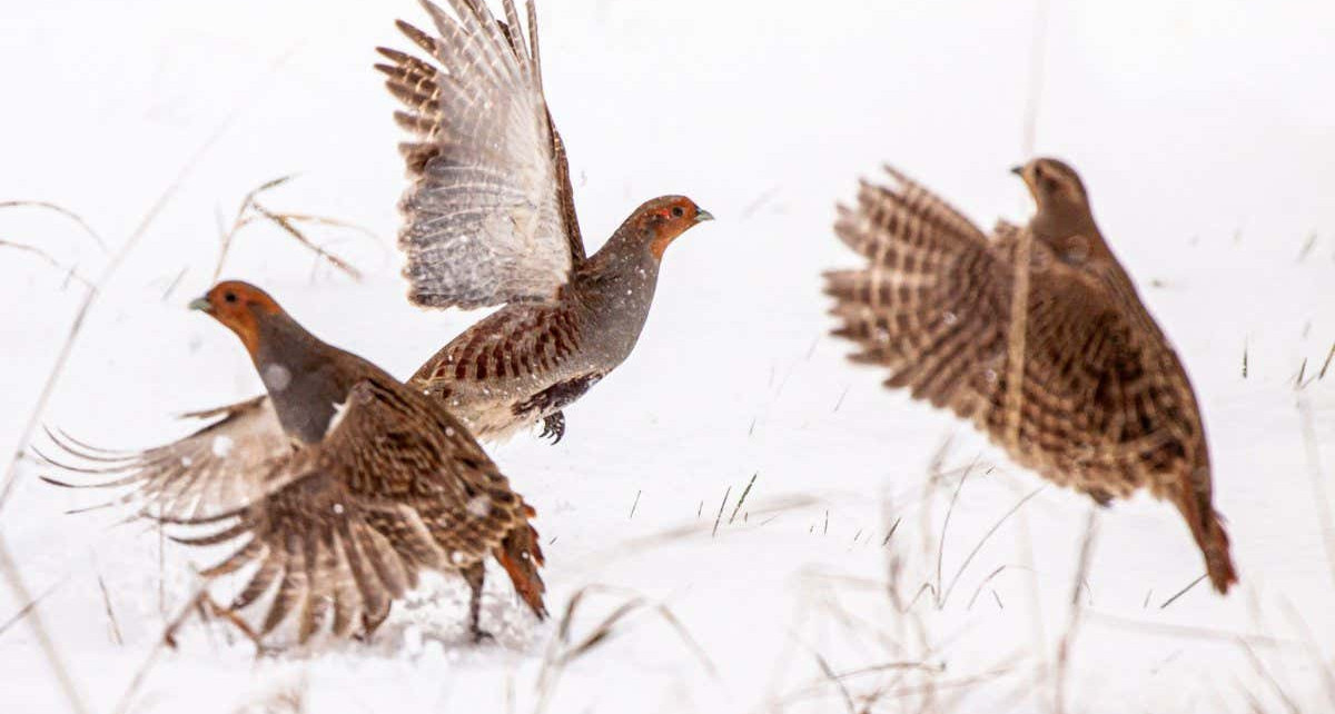 2F26A1N Three partridges flapping wings in the snow