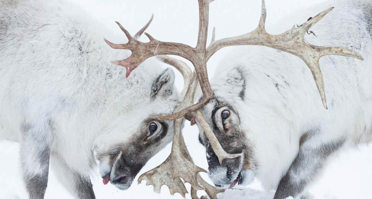 Head to head, Winner, Behaviour Mammals category: Two Svalbard reindeer battle for control of a harem in Norway's arctic. Winners of Wildlife Photographer of the Year 2021
