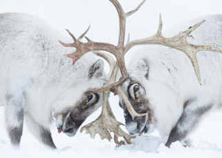 Head to head, Winner, Behaviour Mammals category: Two Svalbard reindeer battle for control of a harem in Norway's arctic. Winners of Wildlife Photographer of the Year 2021