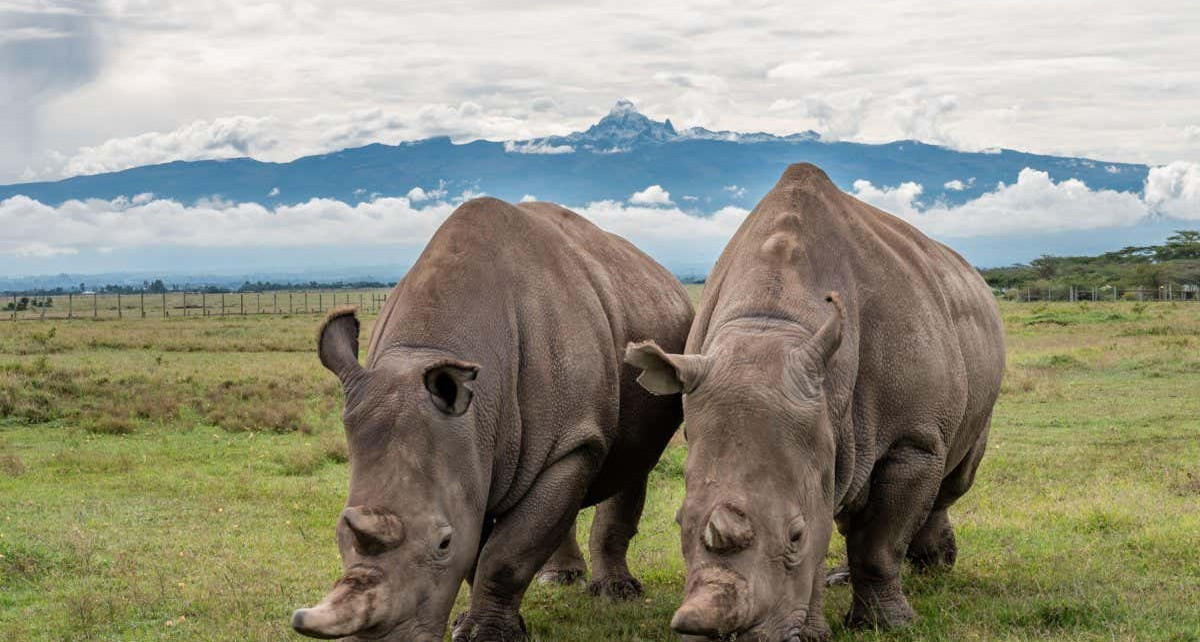 Endangered northern white rhinos' cells turned into sperm and egg stem cells
