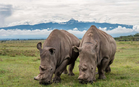 Endangered northern white rhinos' cells turned into sperm and egg stem cells