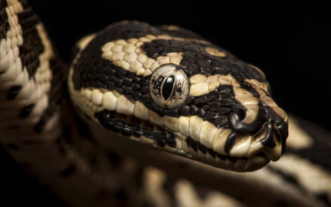 Scientists finally found the clitoris on snakes – and there are two