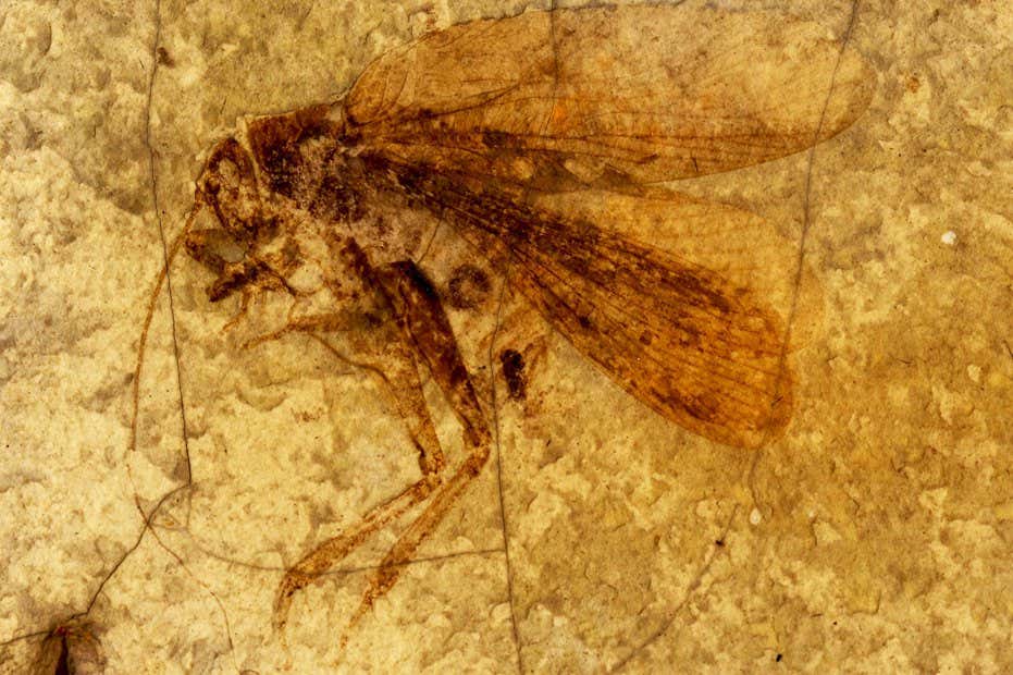 Fossils reveal the dinosaur era's changing insect soundscape