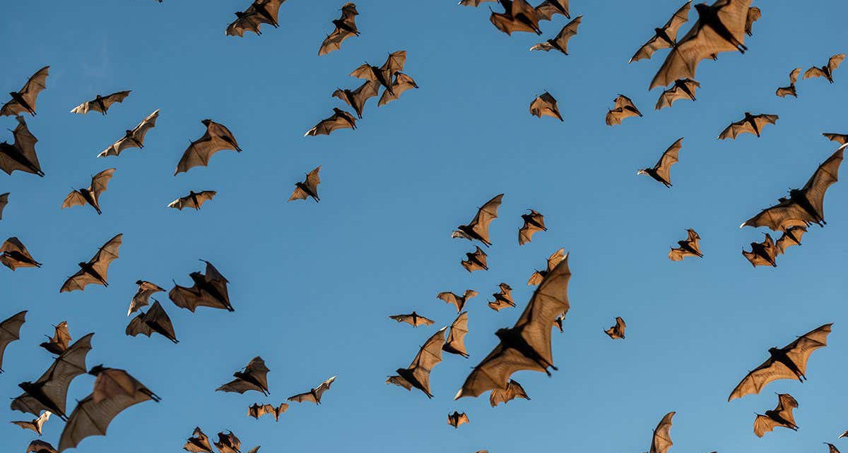 A noisy flashing drone could stop bats crashing into wind turbines