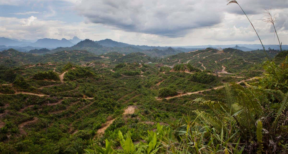 Tropical forests ravaged by logging can still have thriving ecosystems