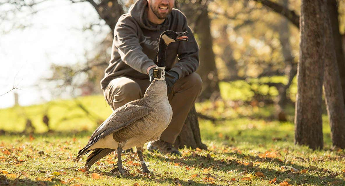 Canada geese return twice as quickly if you try to shoo them away