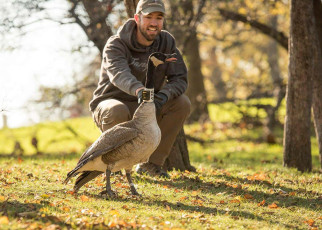 Canada geese return twice as quickly if you try to shoo them away