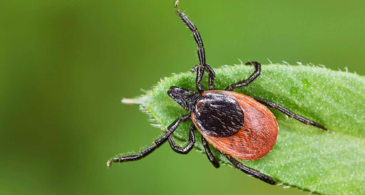Lyme disease may spread further by helping ticks survive cold winters