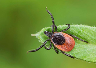 Lyme disease may spread further by helping ticks survive cold winters