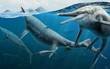 Ichthyosaurs used a barren region of the ocean as an ancient nursery