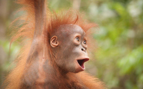 Living in trees may have given great apes vocal skills for consonants