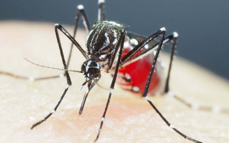 Many mosquitoes are now insecticide-resistant in Vietnam and Cambodia