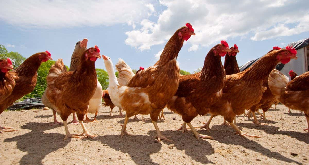 Bird flu vaccination may be the only way to have free-range chickens