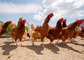 Bird flu vaccination may be the only way to have free-range chickens