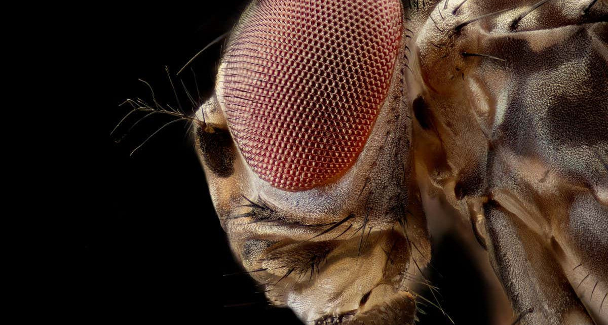 Male flies produce a chemical that makes females sleep in after mating