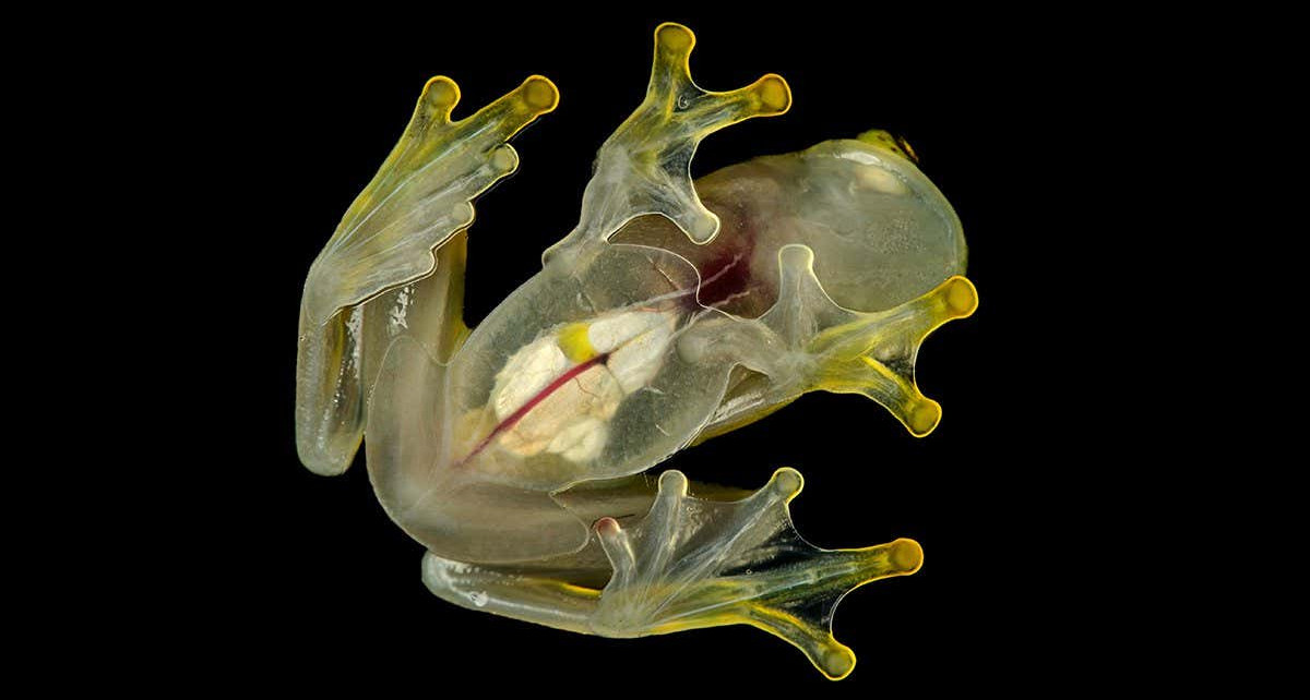 Glass frogs turn translucent by ‘hiding’ blood in their liver